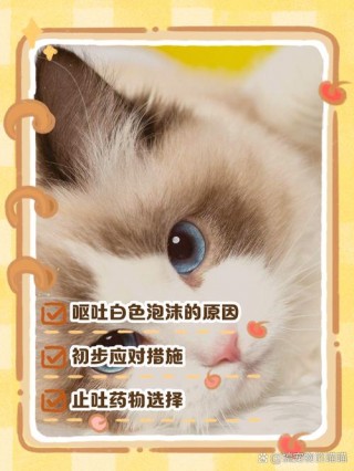 猫猫吐白沫是什么原因，（猫猫吐白沫怎么办）
