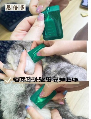 猫咪外驱怎么做？猫咪外驱怎么做手术（最新）