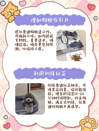 泰迪狗狗不吃狗粮怎么办，（泰迪狗不吃狗粮还能吃什么）