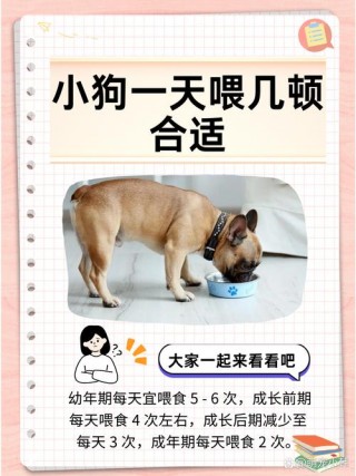 六个月的狗狗一天喂几次，（六个月的狗狗一天喂几次驱虫）