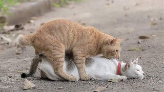 猫咪发情持续多久，（猫咪发情持续多久结束）