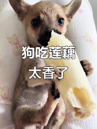 狗狗能吃莲藕吗，狗狗可不可以吃藕？