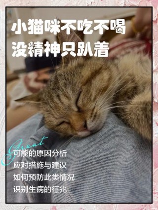 猫咪突然不吃不喝，（猫咪突然不吃不喝没精神只趴着）