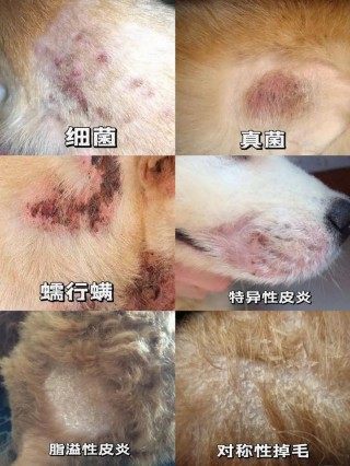 狗狗皮肤病好治吗，（狗狗皮肤病能彻底治愈吗）