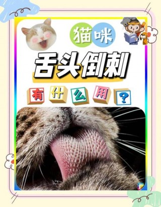 猫咪舌头上的倒刺？猫咪舌头上的倒刺有什么作用（最新）