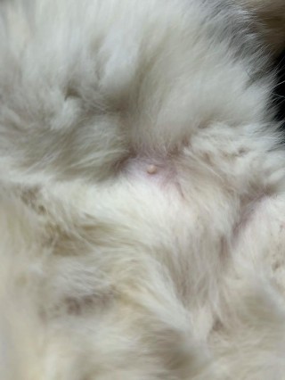 猫咪肚子有一块硬硬的？猫咪肚子有一块硬硬的东西（最新）