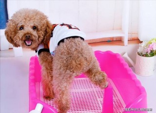 狗狗断指的利弊，（狗狗断指后精神不好?）