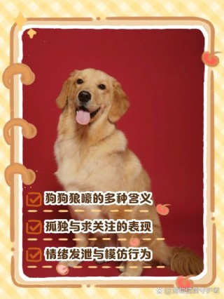 狗狗狼叫是什么意思，狗狗狼嚎叫？