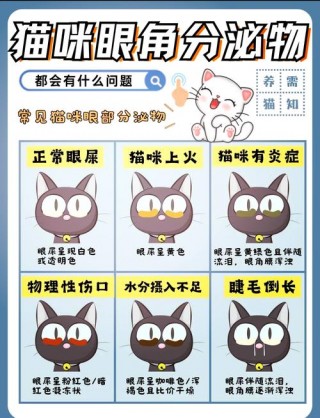 猫咪有眼屎是怎么回事？猫咪有眼屎是怎么回事喂什么药（最新）