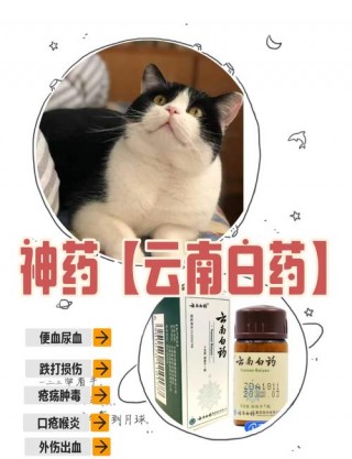 猫咪可以吃云南白药吗，（猫咪可以吃云南白药吗?）