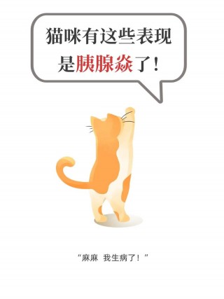 猫咪胆囊炎有哪些症状，猫咪胆囊炎有哪些症状表现？