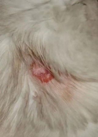 猫咪伤口化脓了会死吗？猫身上烂了洞还流脓用什么药（最新）
