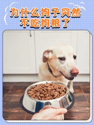 为什么狗狗不吃狗粮，（为什么狗狗不吃狗粮就想吃肉）