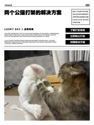 猫猫打架怎么办，（猫猫打架咋办）