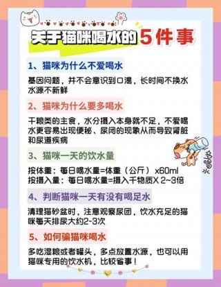猫咪可以喝自来水吗，（猫咪喝自来水吗会怎么样）
