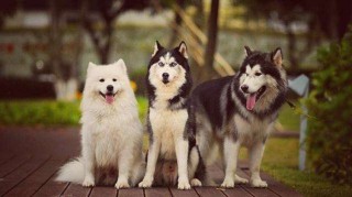 二哈是什么狗狗，（二哈是什么狗的后代）