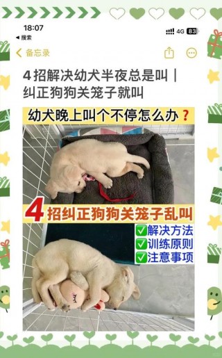 狗狗刚到家一直叫怎么办，狗狗刚到家为什么老叫？