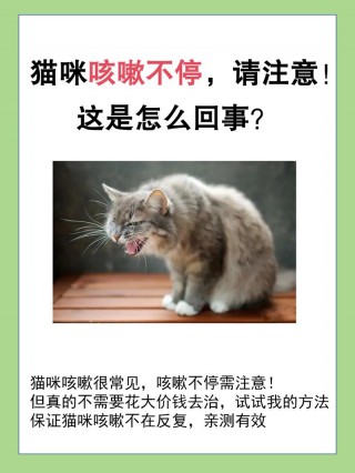 猫咪咳嗽流鼻涕，（猫咪咳嗽流鼻涕但是精神很好）