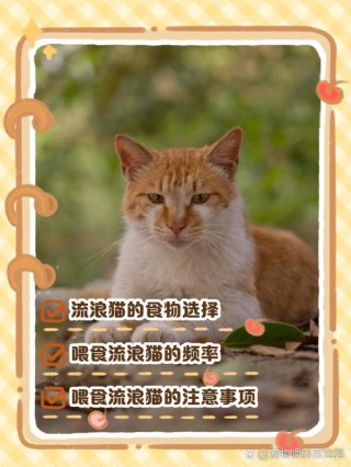 猫咪可以吃面包吗，猫最爱吃的20种食物？