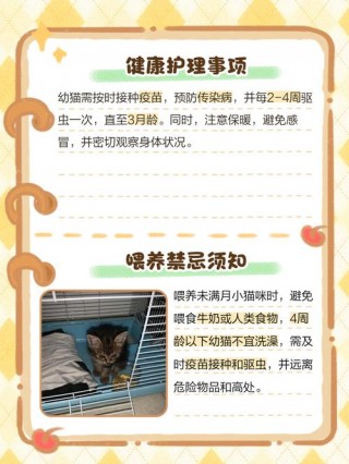 没满月的猫咪怎么养，没满月的猫好养吗？