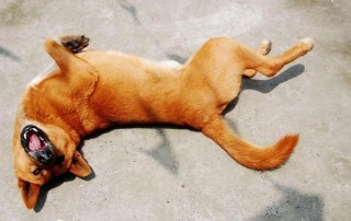 狗狗打滚代表什么意思，（狗狗打滚动图）