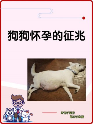 狗狗怀孕吃什么好顺产？狗狗怀孕吃什么补充营养（最新）