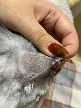 猫咪耳朵边缘结痂，猫咪耳朵边缘结痂图片？