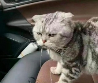 猫咪晕车吐了怎么办？猫咪晕车吐了怎么办吃什么药（最新）