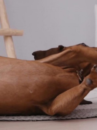 狗狗怀孕能不能吃鸡肉，（狗怀孕后能吃鸡肉吗）