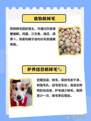 狗狗换毛期间吃什么好，（狗狗换毛期吃什么补充营养）