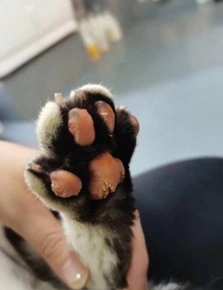 猫咪破皮能自愈吗，（猫咪破皮能自愈吗图片）