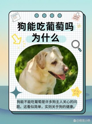 小狗狗能不能吃葡萄，（狗狗可不可以吃葡萄）