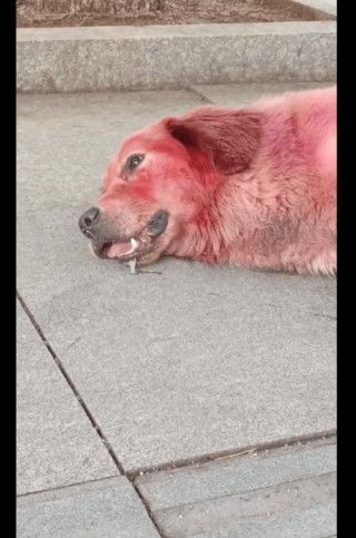 狗狗极其害怕的表现，（狗狗极其害怕的表现图片）