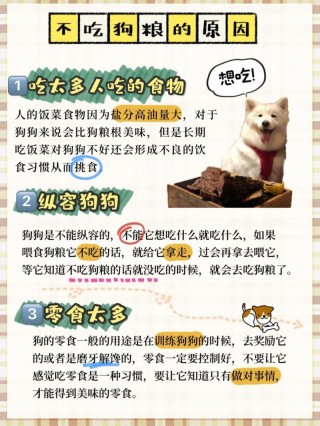 如何纠正狗狗不吃狗粮，（如何纠正狗狗不吃狗粮的问题）