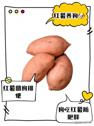 狗狗能吃红薯吗，（狗狗能吃红薯吗蒸熟的）