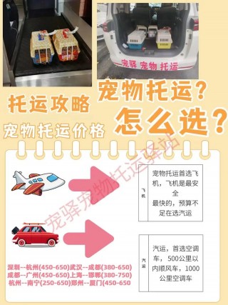 空运一只猫咪多少钱？空运小猫要多少钱（最新）