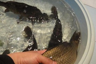 狗狗可以吃鲫鱼吗，（狗狗可以吃鲫鱼么）