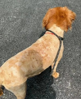 狗狗脚磨破皮了怎么办，（狗狗脚磨掉皮怎么办）