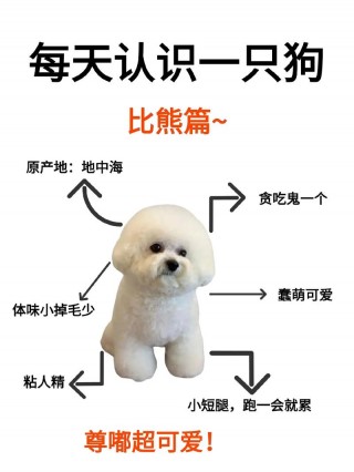 比熊狗狗名字大全？比熊狗狗名字大全 洋气招财（最新）