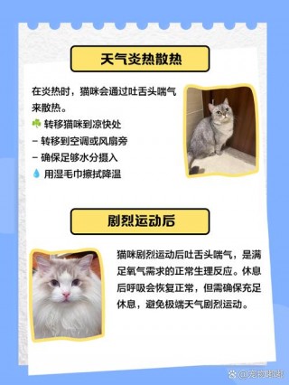 猫咪吐舌头呼吸急促，（猫吐舌头 呼吸急促）