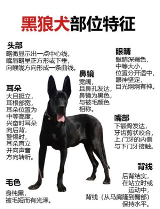 黑色狗狗名字大全？黑色狗狗名字大全霸气（最新）