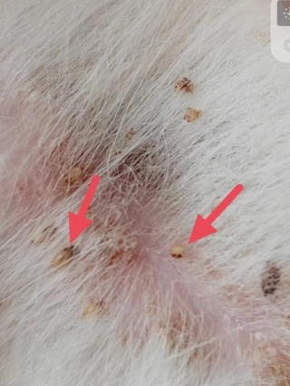 狗狗寄生虫有哪些，（狗狗寄生虫哪些会传染给人）