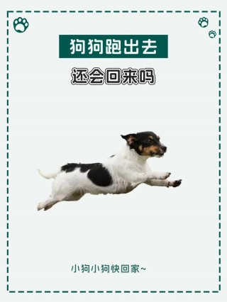 狗狗丢失如何找回，（狗狗丢失了怎么找回）