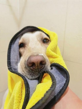 狗狗拉稀可以洗澡吗，（狗狗拉稀可不可以洗澡）