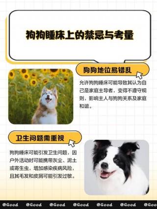 狗狗可以在床上睡吗，（狗狗可以在床上睡吗为什么）