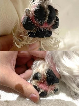 狗狗脚红红的怎么办，（狗狗脚红了怎么办）