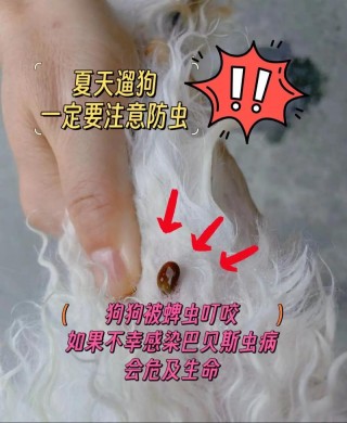 蜱虫对狗狗的危害，（蜱虫对狗狗的危害大吗）