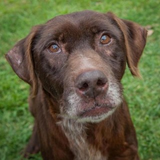 狗狗能吃木耳吗，狗子能吃木耳么？