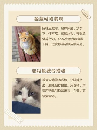 猫咪生病了怎么办，（猫咪生病了怎么办用什么药）