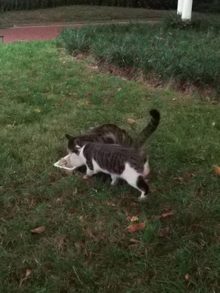 猫猫可以吃饭吗，（猫可以吃饭菜吗）